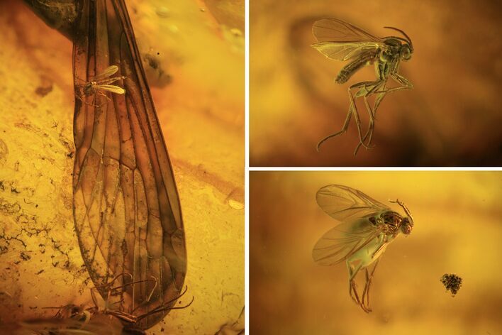 Several Detailed Fossil Flies (Diptera) In Baltic Amber #102763